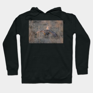 Sharptail on Lek Hoodie